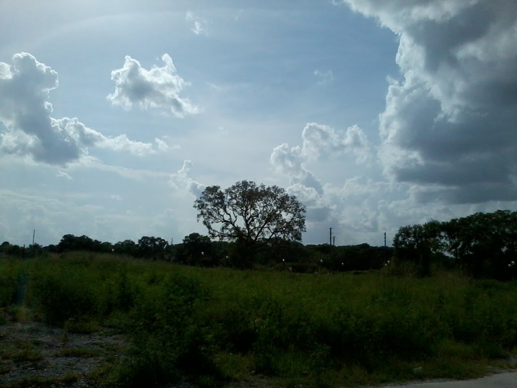 Urban prairie