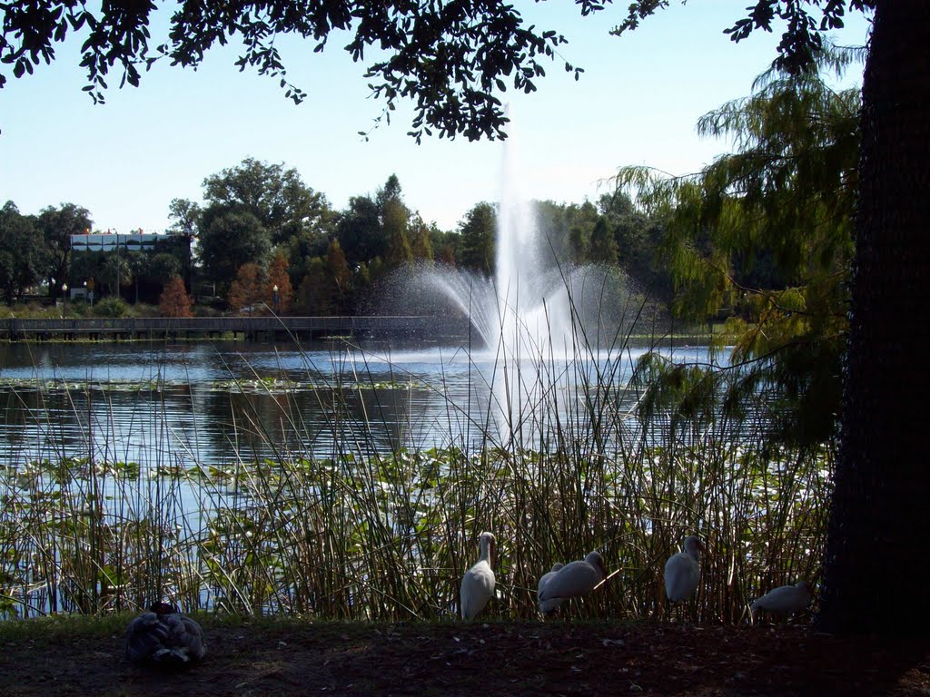 Lake Lily