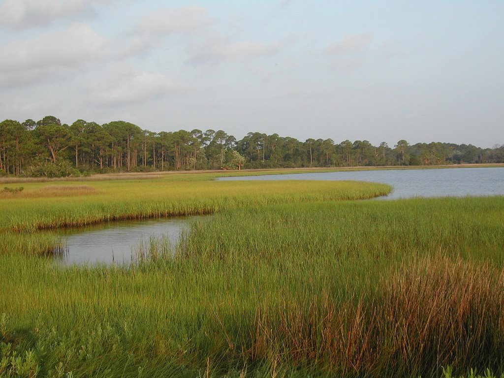 Marsh Grass