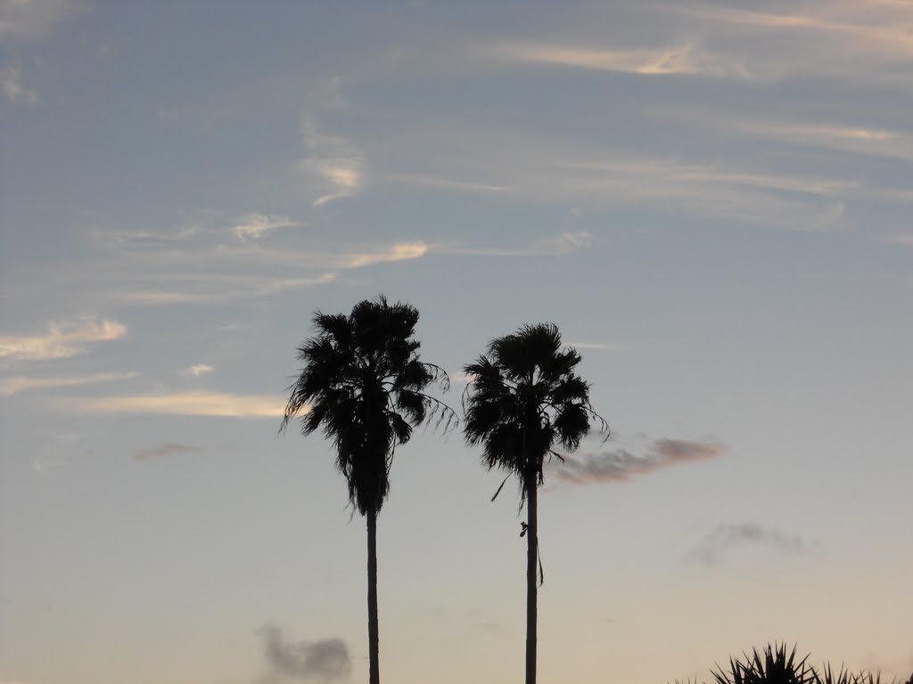 Palm Trees