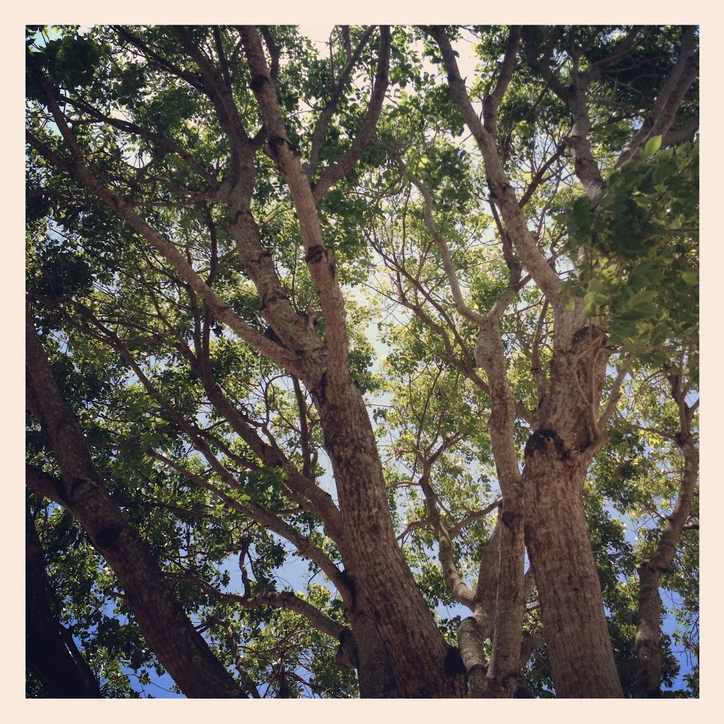Southern Oak Enjoying The Sun.