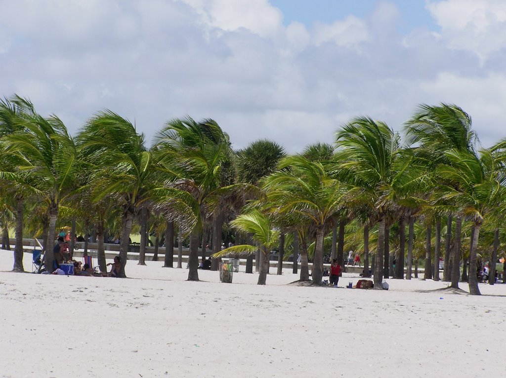 Coconut Palms in Crandon Park