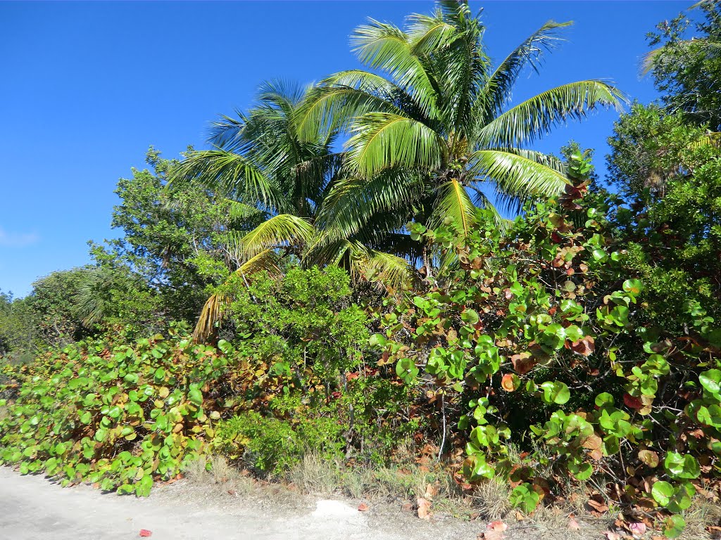 Miami: Bill Baggs Cape Florida State Park (Key Biscayne)