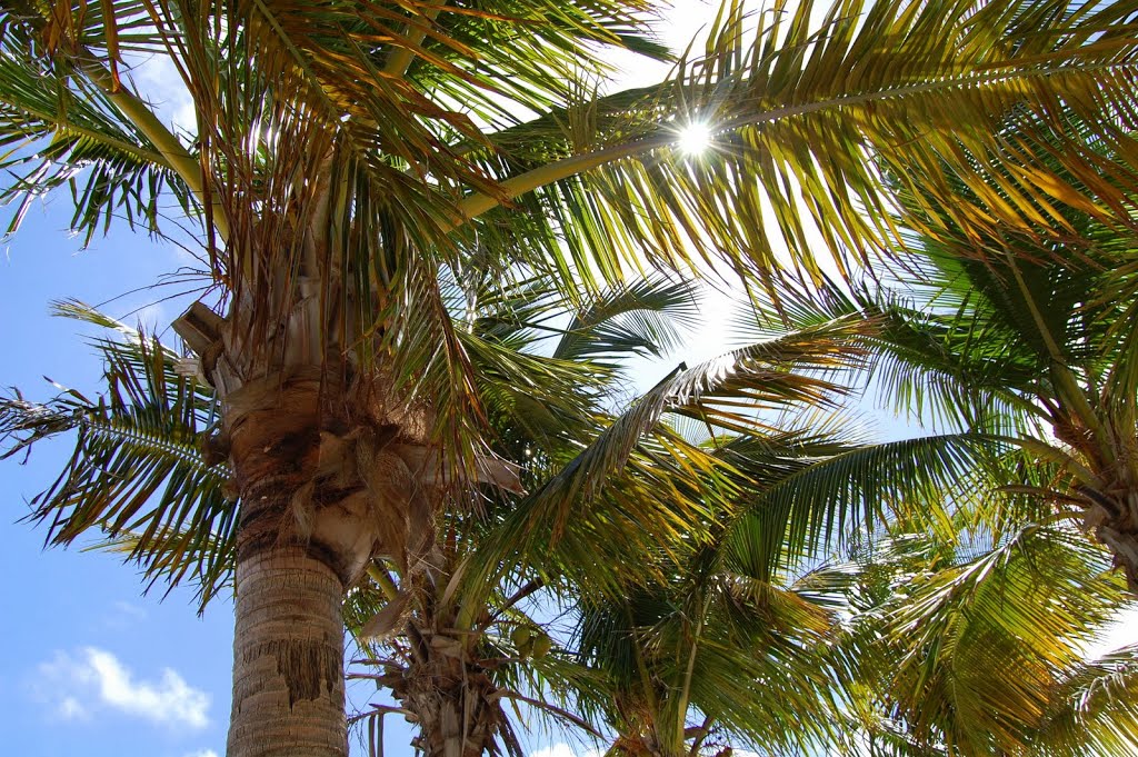 Greetings from Sunshine State