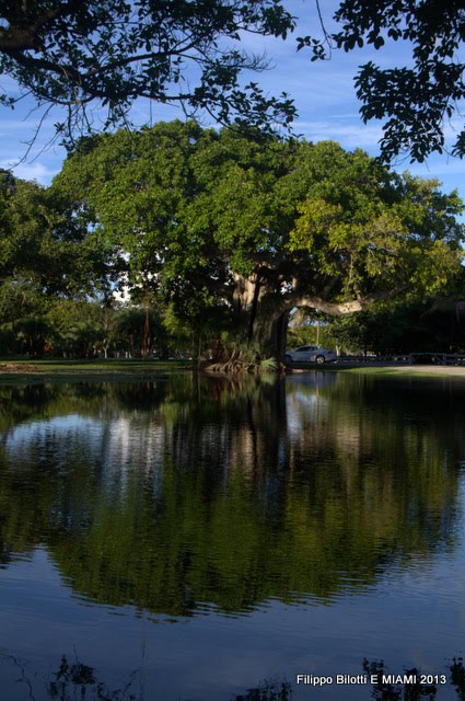 F.B.El arbol y su reflejo.