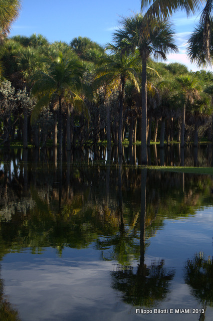 F.B.Palmeras y reflejos.
