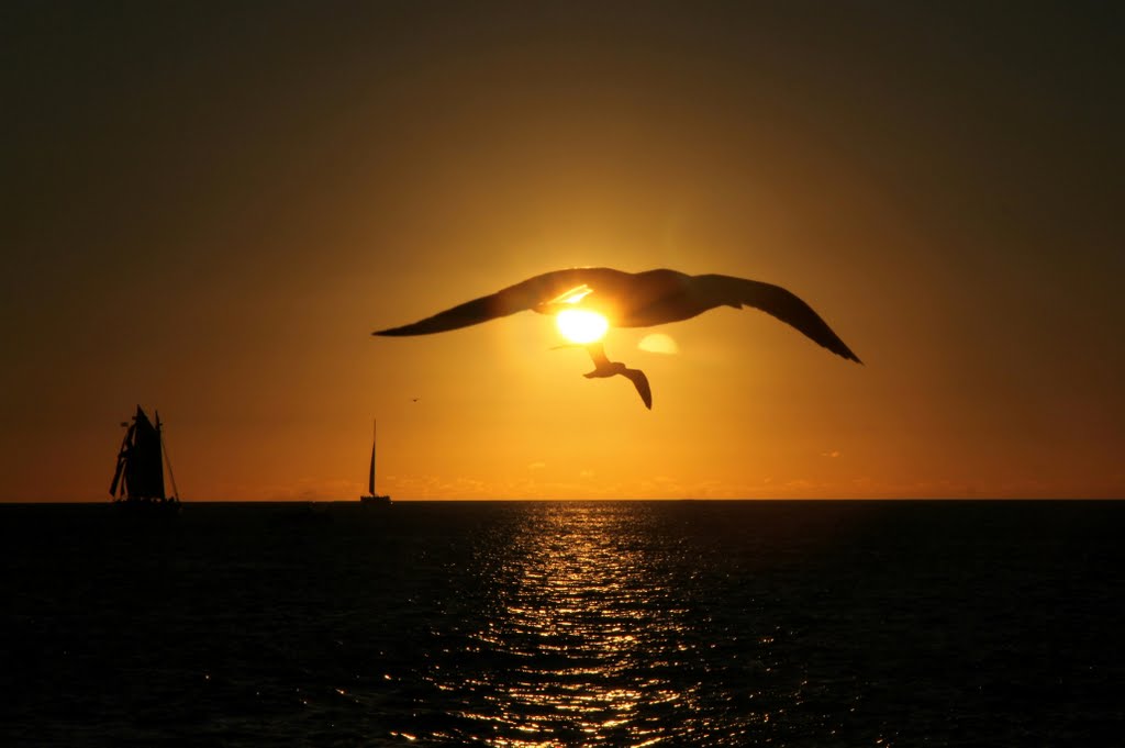Dagnabbit!  Gulls got in the way of my sunset.