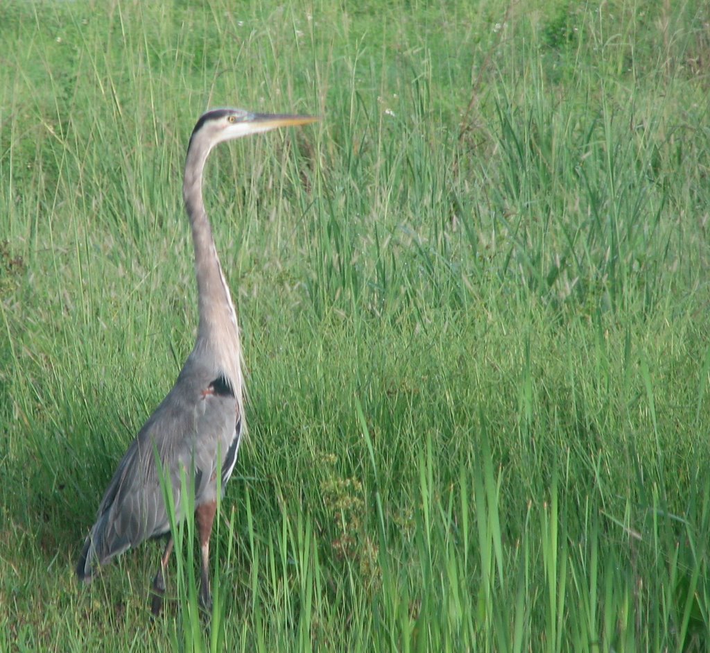 Great Blue Heron stalking dinner