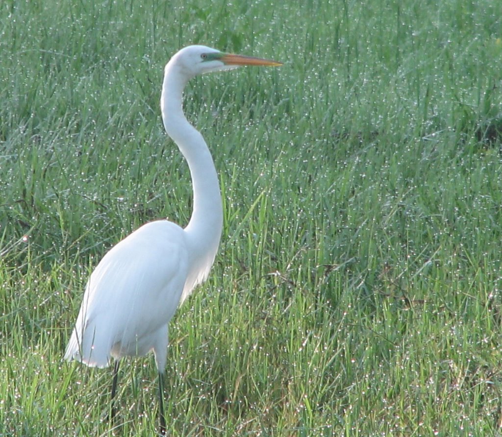 Great white heron in Median