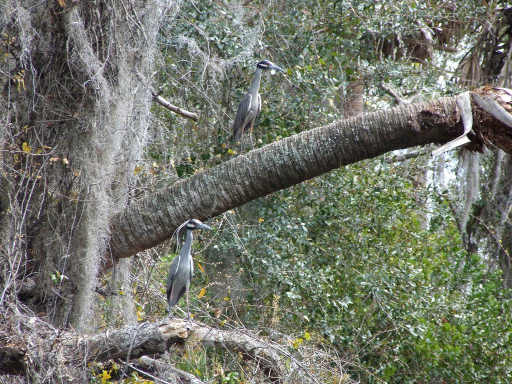 Blue herons