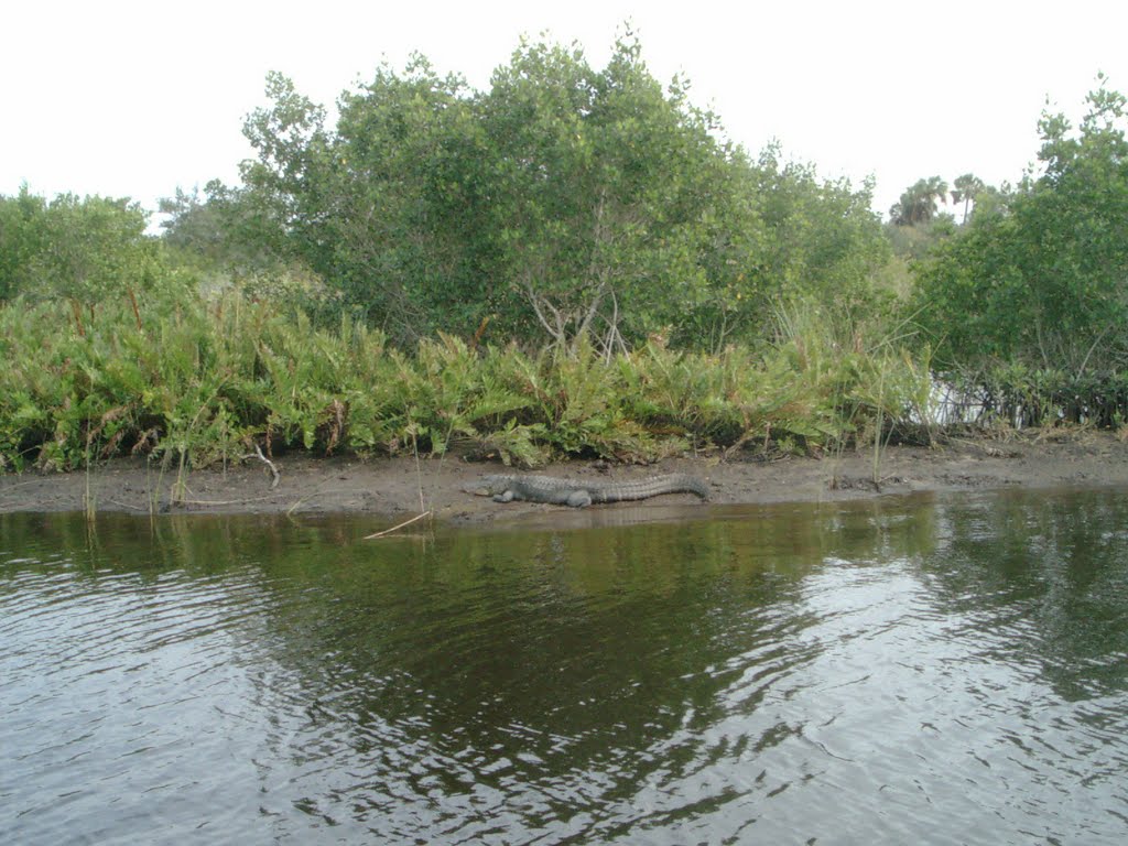 Peace River Gator