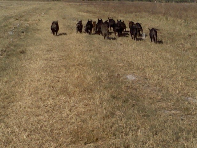 Herd of wild hogs at the water treatment plant