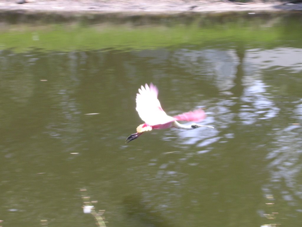 Roseate Spoonbill, Ed Wright park (4-2009)