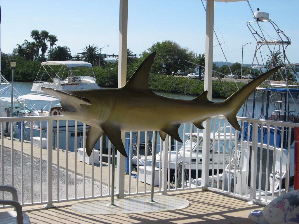 Clearwater Marine Aquarium