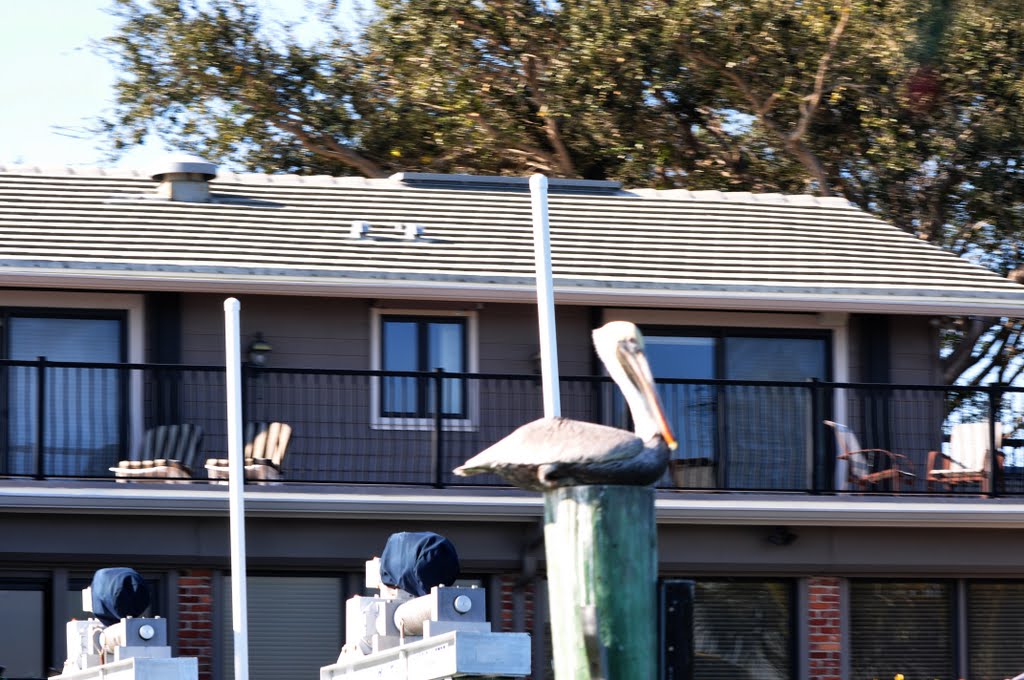 Clearwater Florida Pelican at Rest On Piling