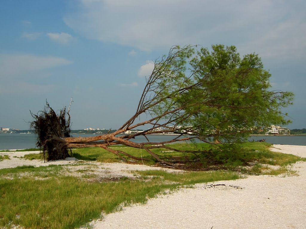 Hurricane Felled Tree, Old Clearwater Bay