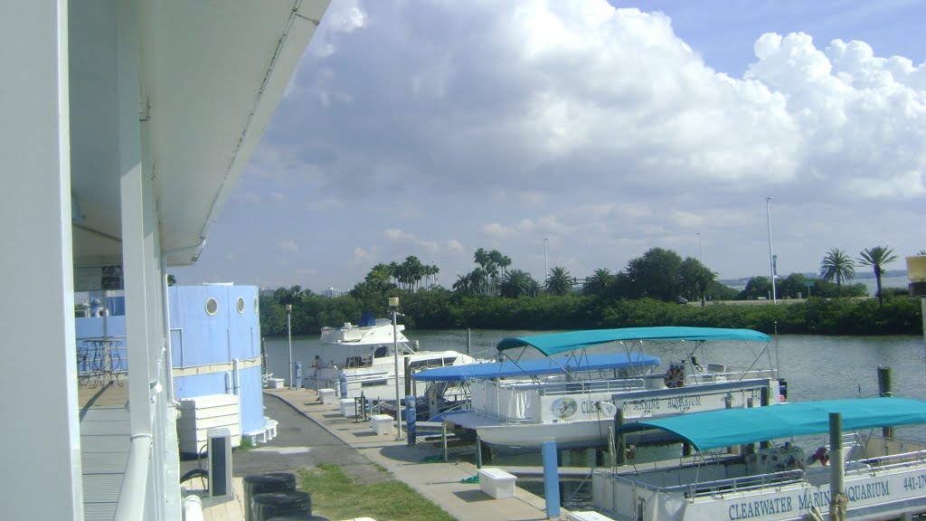 Clearwater Marine Aquarium
