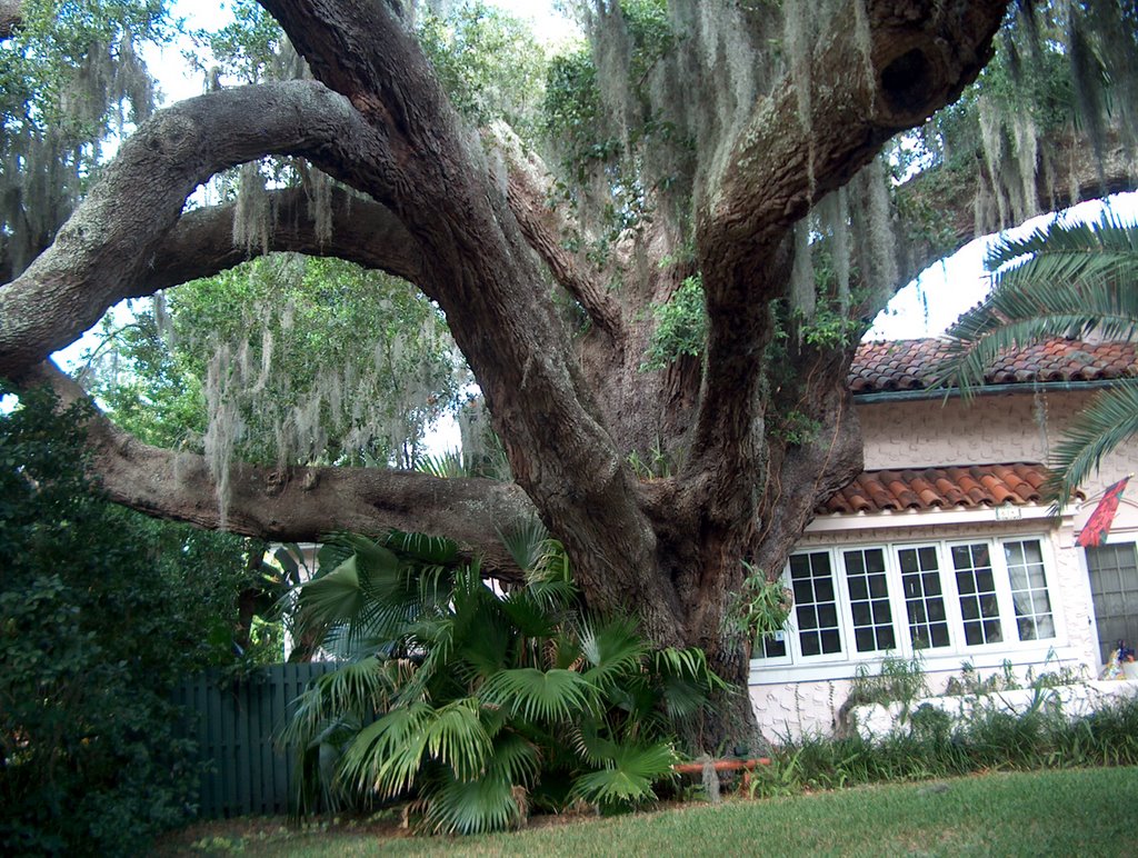 500 year old tree in Clearwater