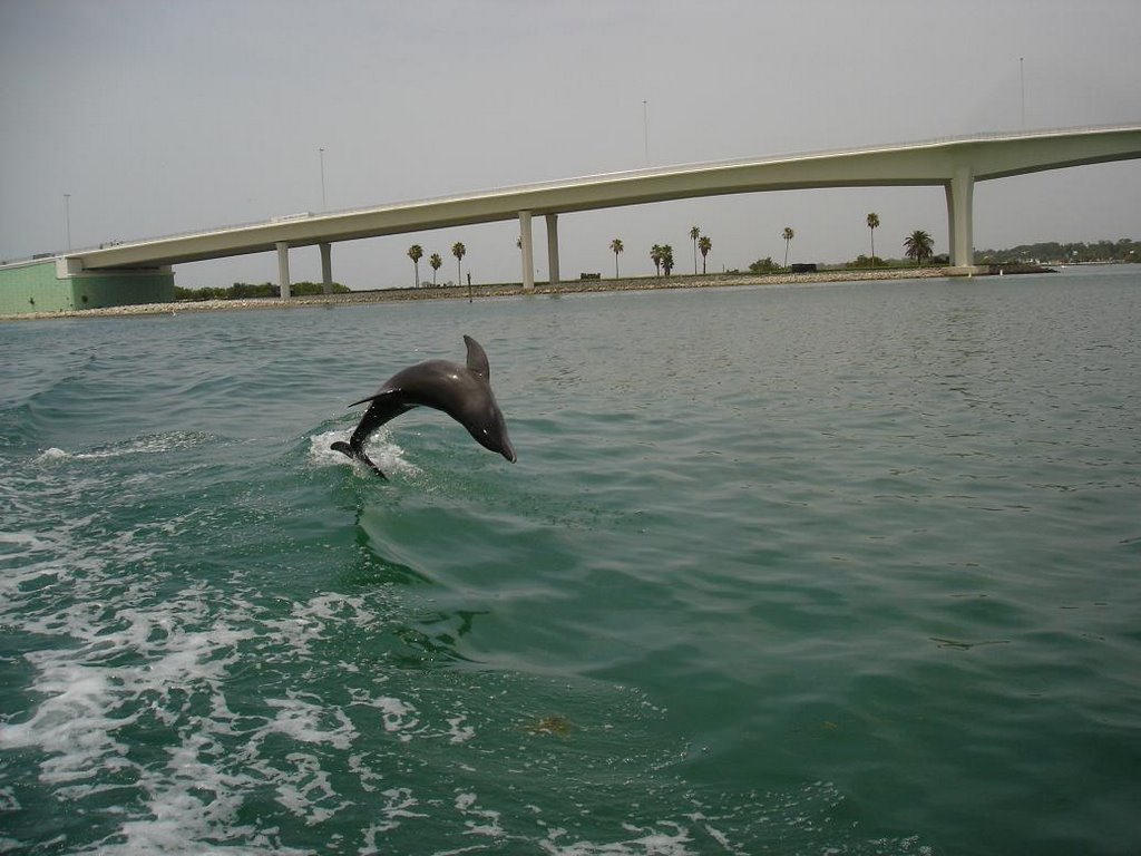 Dolphin chasing a boat