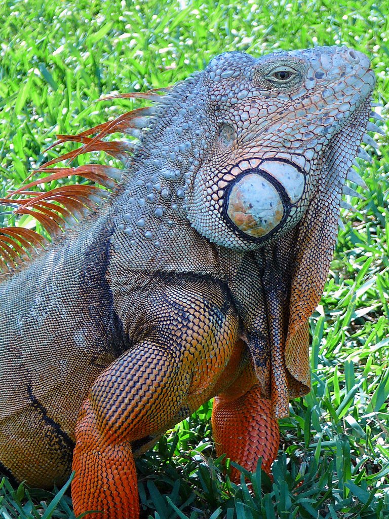 Iguana