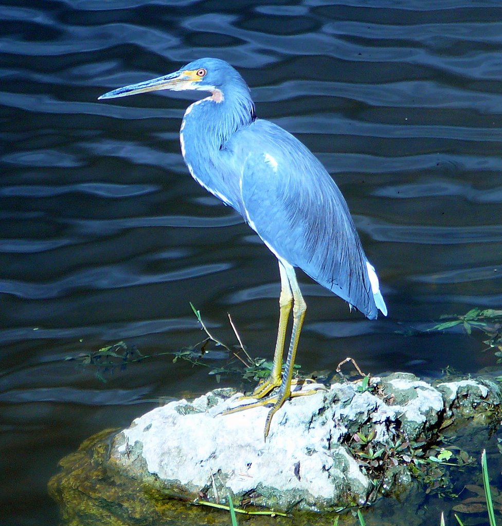Little Blue Heron