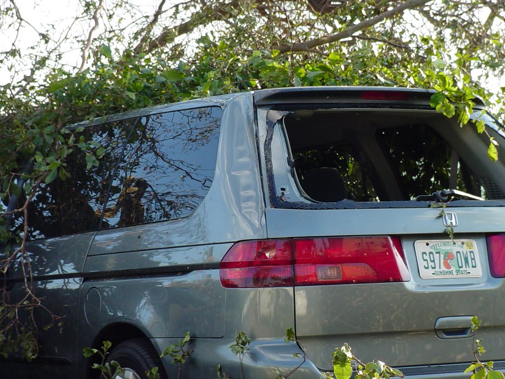 Car Crushed by Tree During Hurricane Wilma