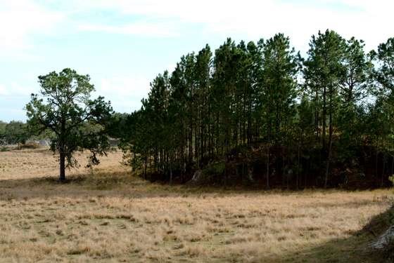View near Complex Lake
