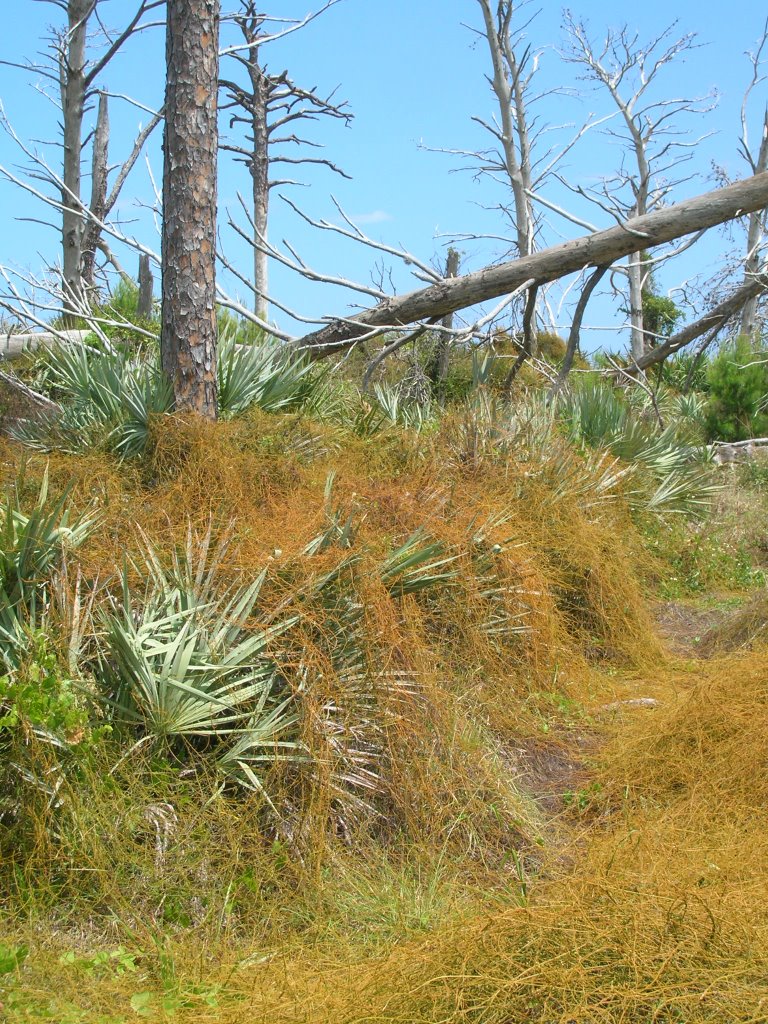 High Ridge Scrub, Palm Beach County, FL