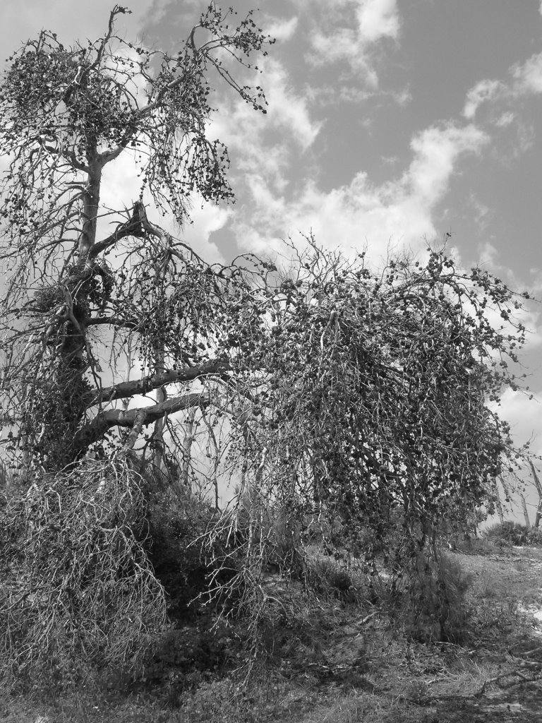 High Ridge Scrub, Palm Beach County, FL