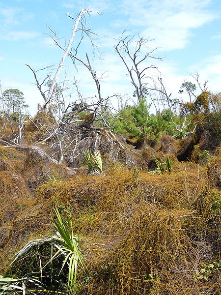 Natural Scrub Area Letterboxing
