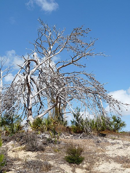 Natural Scrub Area Letterboxing
