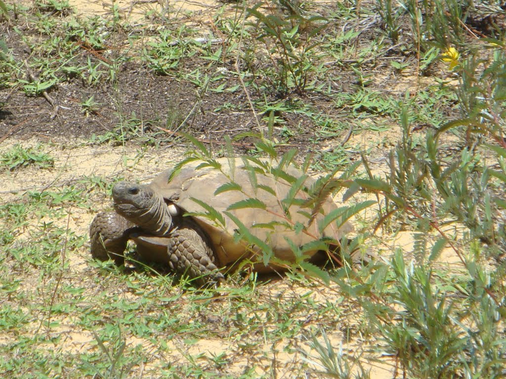 Turtle