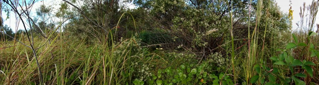 Largo Central Park Nature Preserve , Largo Fl , 33770 by Largophoto .