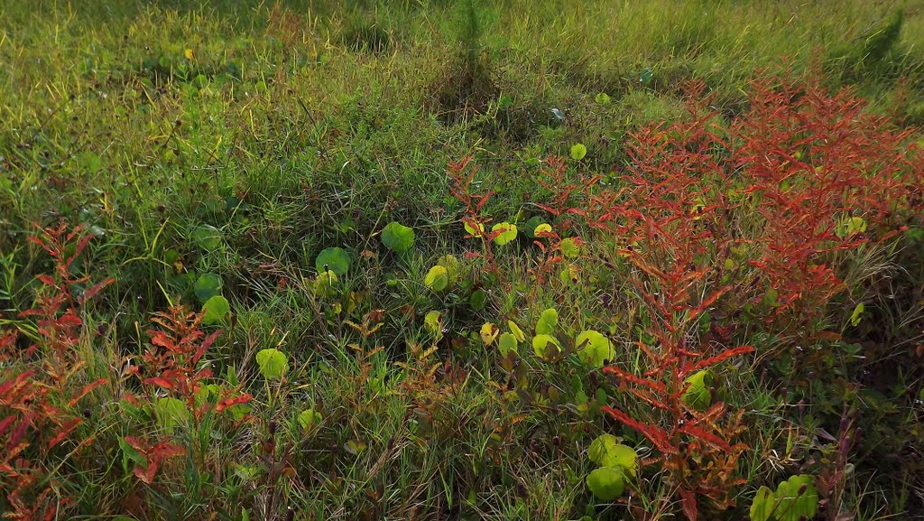 Largo Central Park Nature Preserve , Largo Fl , 33770 by Largophoto .