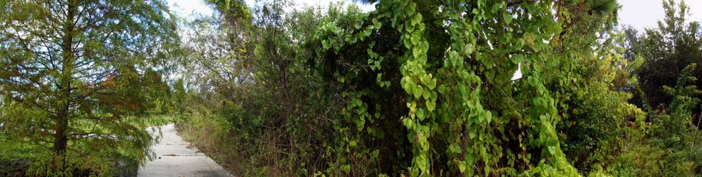 Largo Central Park Nature Preserve , Largo Fl , 33770 by Largophoto .