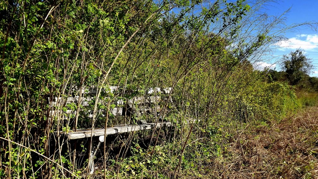 Largo Central Park Nature Preserve , Largo Fl , 33770 by Largophoto .