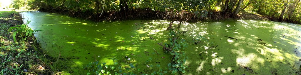 Largo Central Park Nature Preserve , Largo Fl , 33770 , Largophoto