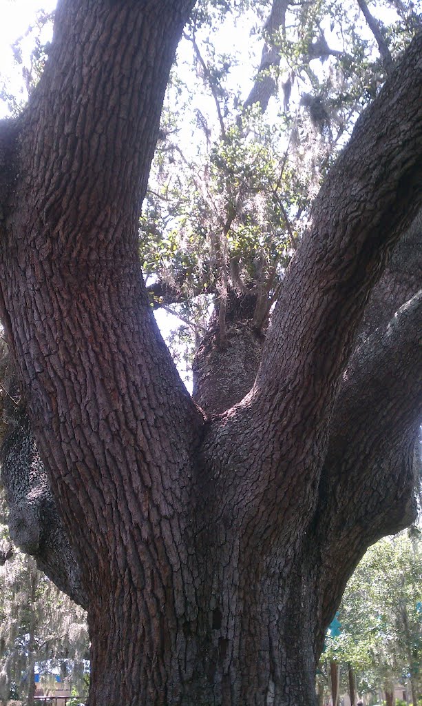 Big Ol Trunk