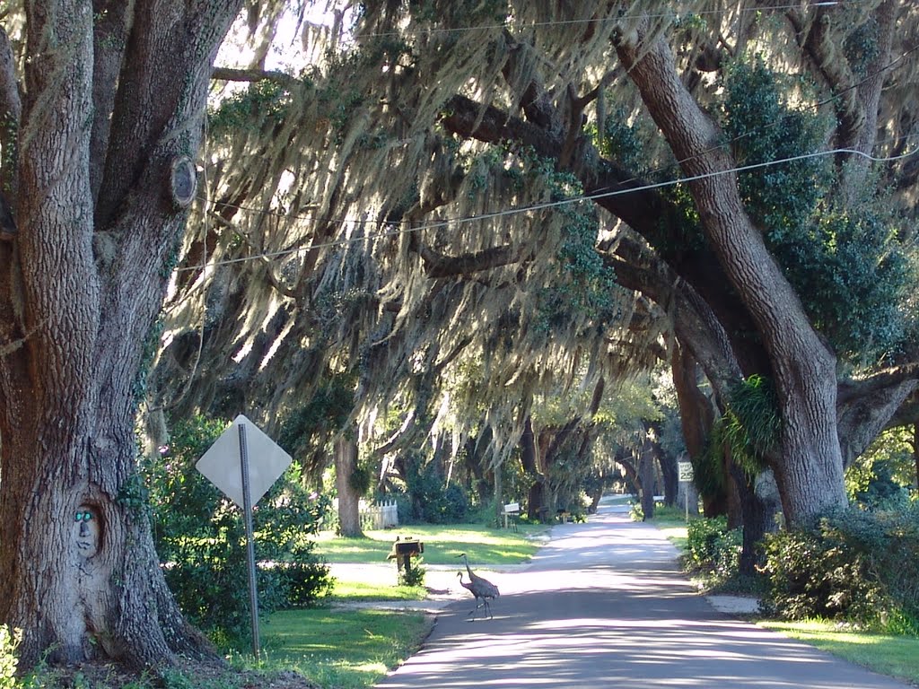Sand Hill Cranes crossing under canopy road, the trees are happy! (10-1-2011)