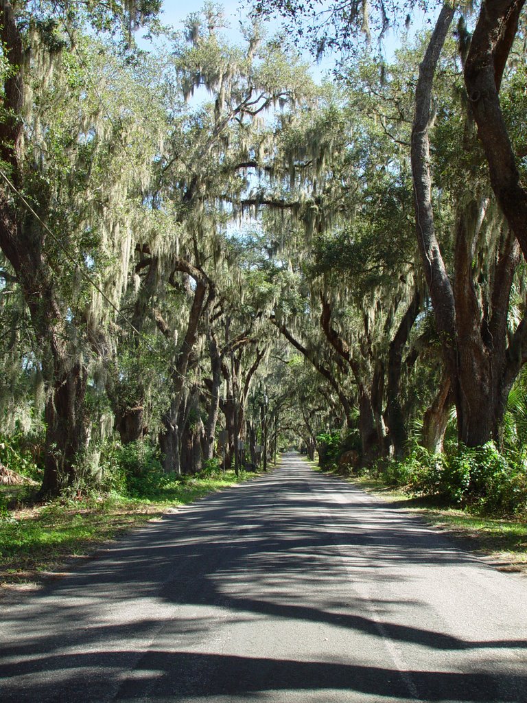 canopy road, Lady Lake blvd, Lady Lake, Florida (11-4-2006) 1