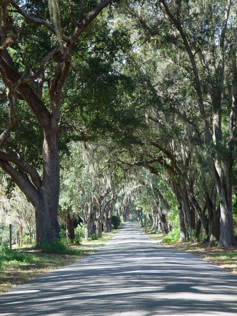 canopy road, Lady Lake blvd, Lady Lake, Florida (11-4-2006) 2