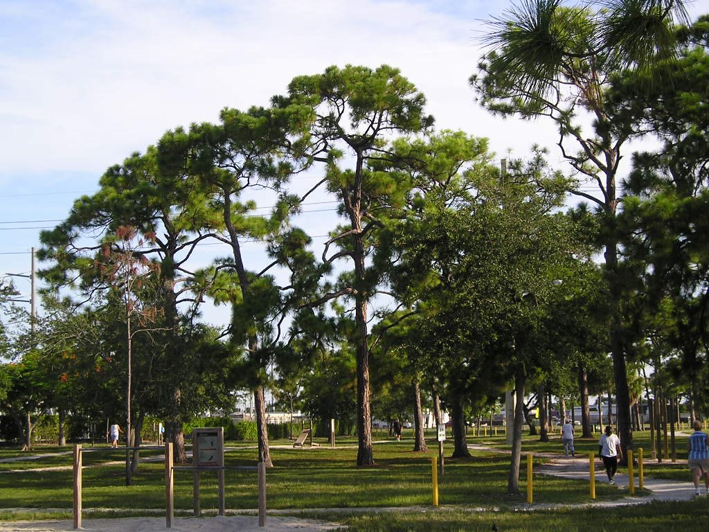 Pine Trees, Oakland Park Florida
