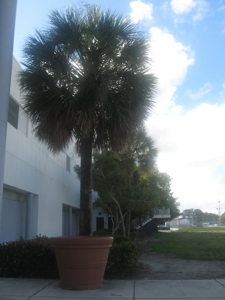 INDULGE PALM.