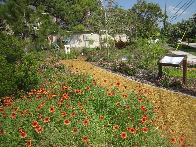 Gaillardia pulchella at the entrace of the Park