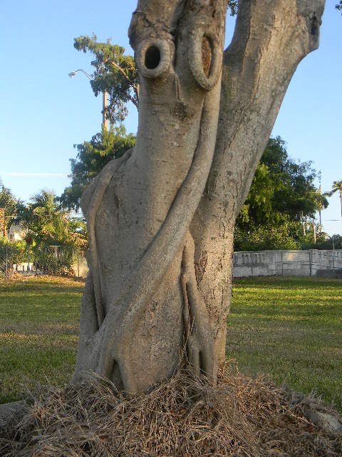 ARtBOL (MAJA)