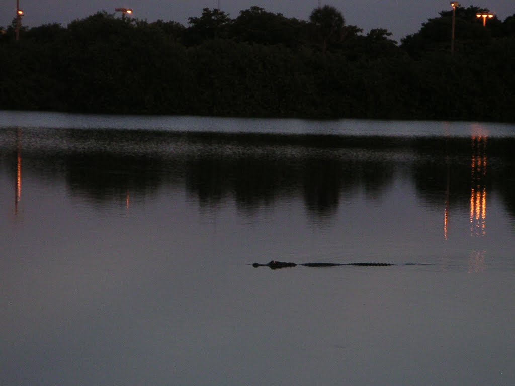 Alligator in lake