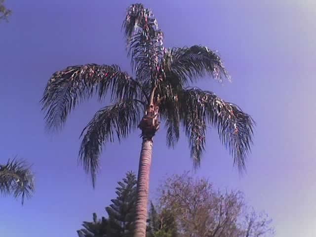St Pete native