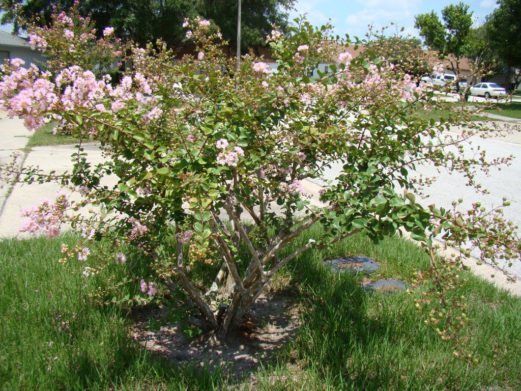 Arbol