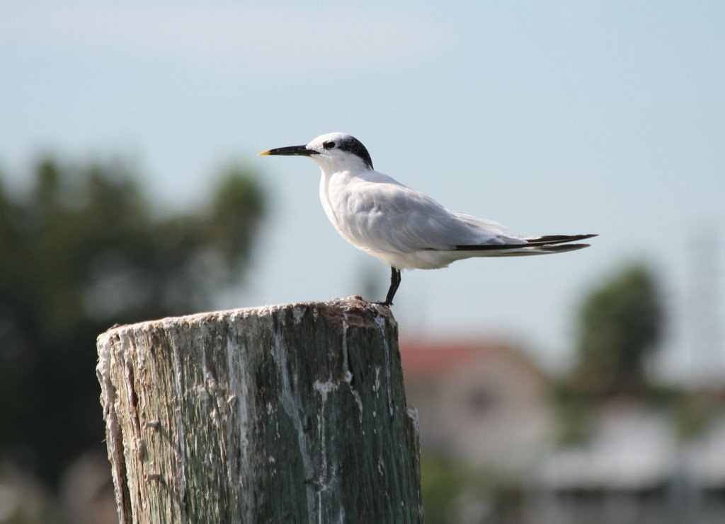 Sandwich Tern (Thalasseus sandvicensis)