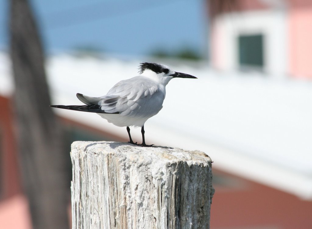 Sandwich Tern (Thalasseus sandvicensis)